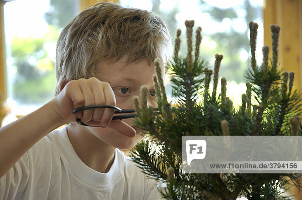 Boy cutting cut tree pine tree