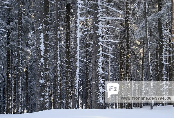 Snow covered fir trunks Winkelmoosalm Upper Bavaria Germany