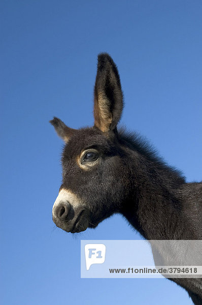 Young donkey