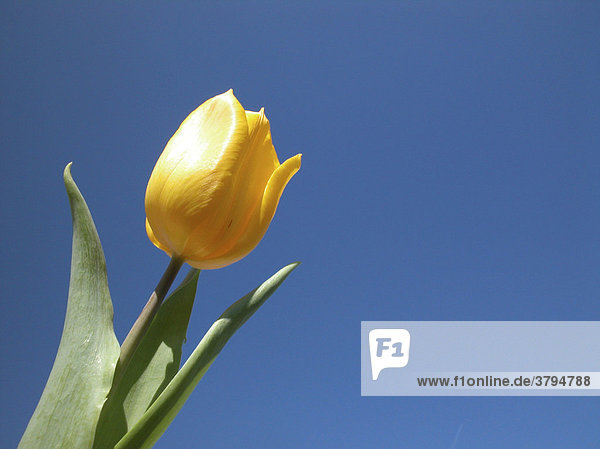 Gelbe Tulpe vor blauem Himmel