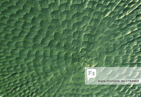 Seerosenblätter Wasserspiegelung Amazonas