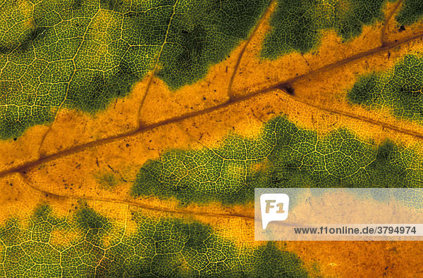 Herbst Blattstruktur