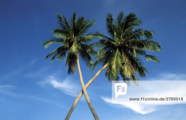 Palm tree crossing