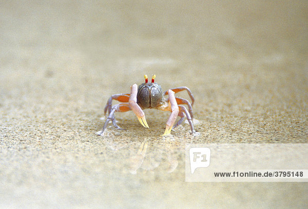 Thailand Phuket kleiner Krebs  Krabbe