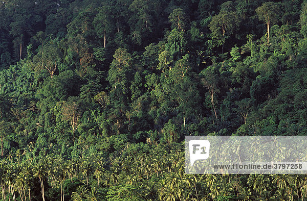 Regenwald und Kokospalmen auf Insel Tioman - Malaysia