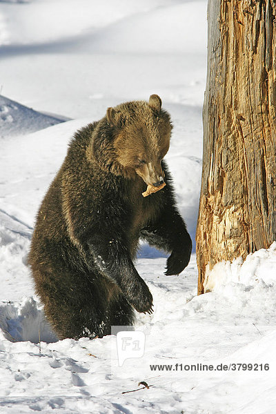 Brown bear (Ursus arctos) is standing in front of a dead trunk to wheat his claws  game reserve  Bavarian Forest  Germany