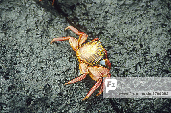 Crabs on the beach from galapagos