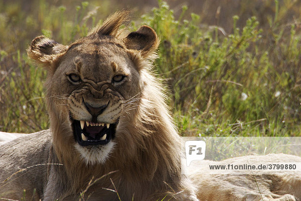 Zähne fletschender weiblicher Löwe im Shamwari Game Reserve (Südafrika)
