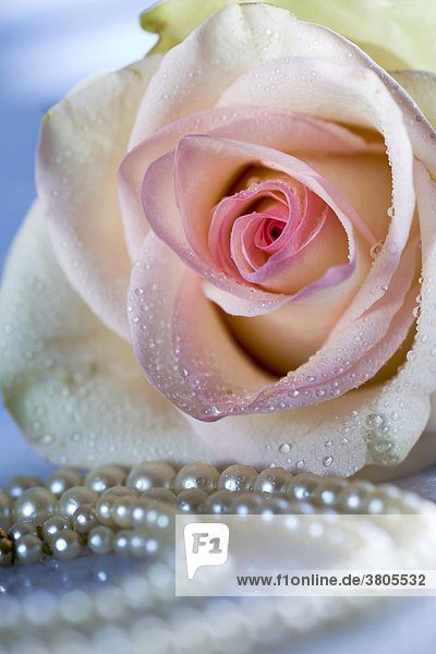 Detailaufnahme einer Rose mit Perlenkette und Wassertropfen