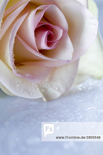 Detail einer Rosenblüte mit Wassertropen