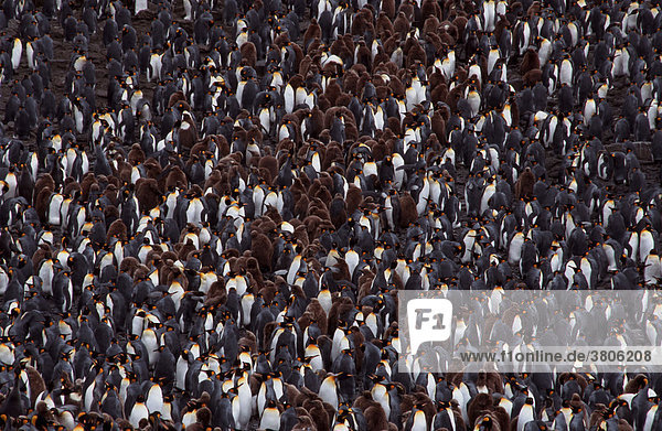 King Penguin colony  St. Andrews Bay  South Georgia / (Aptenodytes patagonica)