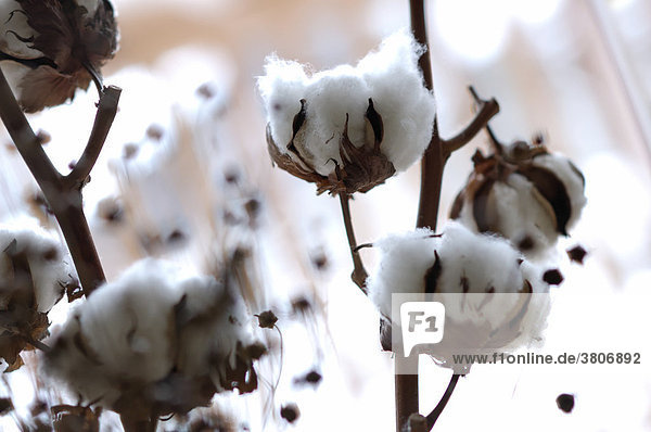 Gossypium Cotton plant decoration