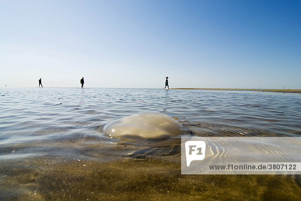Meduse jellyfish at a beach in shallow water at the mediterranean sea Adria Italy