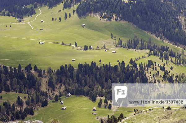 Blick auf Zanser Alm bei den Geisler Spitzen  Dolomiten  Südtirol  Italien