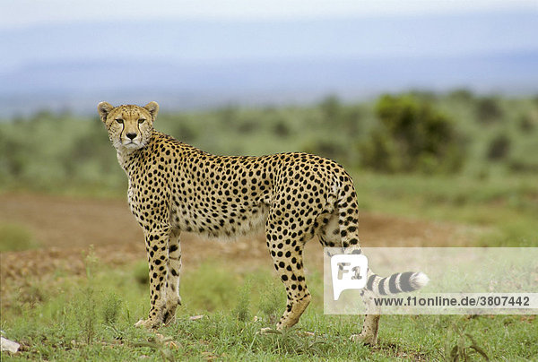Cheetah  Masai Mara National Reserve  Kenya  Africa