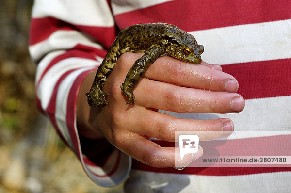 Erdkröte ( Bufo bufo ) liegt auf der Hand von einem Kind