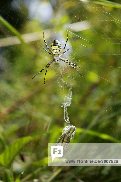 Wespenspinne ( Argiope bruennichi) sitzt im Spinnennetz mit eingesponnener Heuschrecke als Beute
