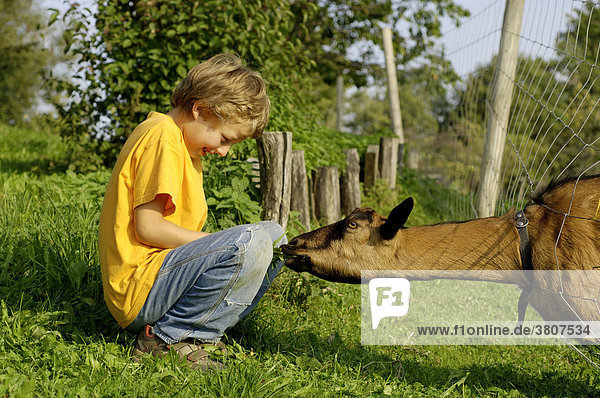 Nine-year-old boy is feeding a goat with fresh grass