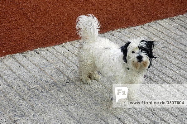 Schwarz weißer Hund  Callosa  Costa Blanca  Spanien