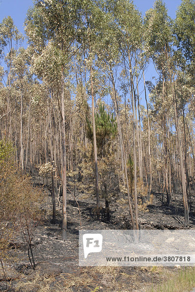 August 13.08.2006 verbrannte Bäume Eukalyptus eucalyptus Waldbrand-Gebiet in Galizien an der Nord-Westküste  Spanien