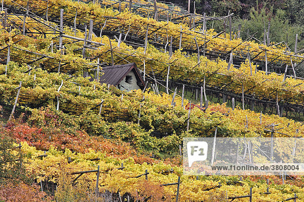 Herbstlicher Weingarten mit kleiner Hütte  Schnalstal  Südtirol  Italien