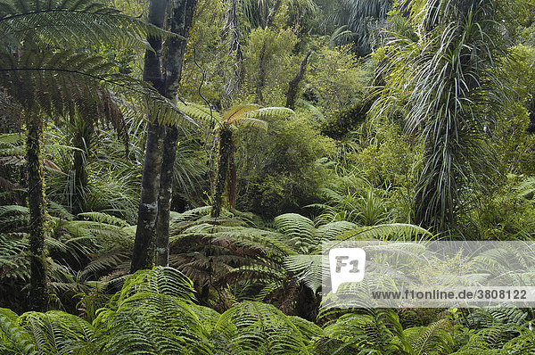 Regenwald mit Baumfarnen  Südinsel  Neuseeland