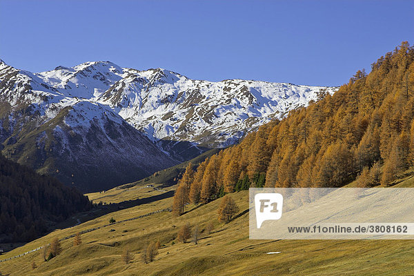 Verschneite berge über dem Rojental und Lärchen (Larix) in herbstlicher Färbung Bergdorf Rojen (2000m) Südtirol Italien