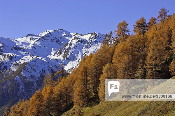 Verschneite berge über dem Rojental und Lärchen (Larix) in herbstlicher Färbung Bergdorf Rojen (2000m) Südtirol Italien