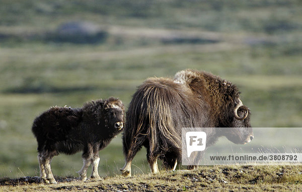 Musk Ox (Ovibos moschatus)  cow with calv  Nationalpark Dovrejell  Norway
