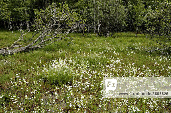 Blooming Water Violets (Hottonia palustris)  nature reserve Takern  Sweden