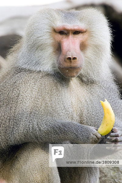 A baboon (Papio hamadryas) with a banana