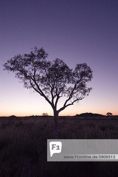 Mulga  Baum gegen Abendhimmel im zentralen Australien