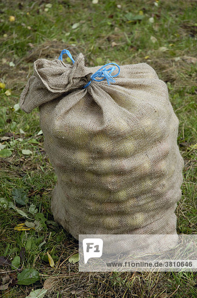 Harvest time: A sack full of apples