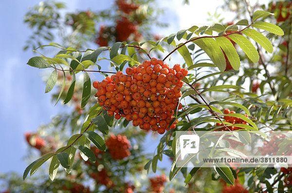 Reife Früchte der Vogelbeere  oder Eberesche (Sorbus aucuparia)