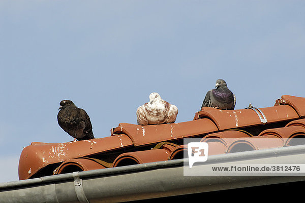 Drei Tauben sitzen auf einem Dachfirst  Deutschland