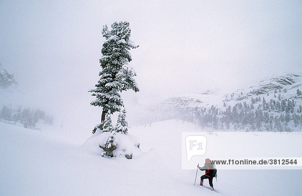 Schneeschuhgeherin an einem freistehenden Baum auf der Grossen Fanesalm Dolomiten Italien