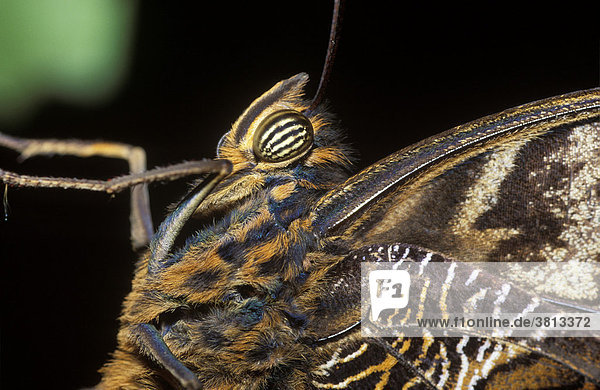 Schmetterling (Caligo uranus)  Chiapas  Mexiko