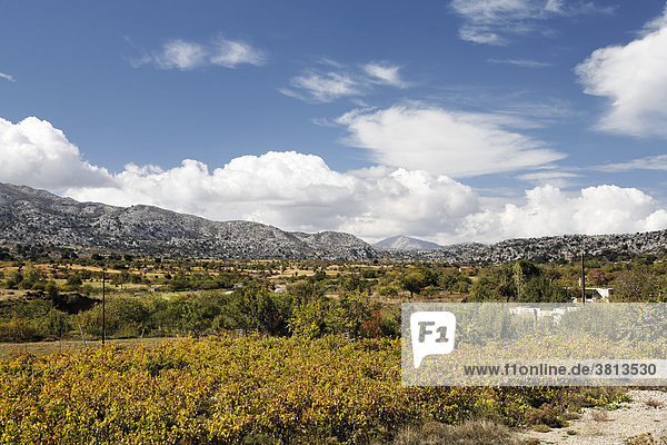 Weinbau in Katharo-Ebene (Katharos Plateau)  Ostkreta  Kreta  Griechenland