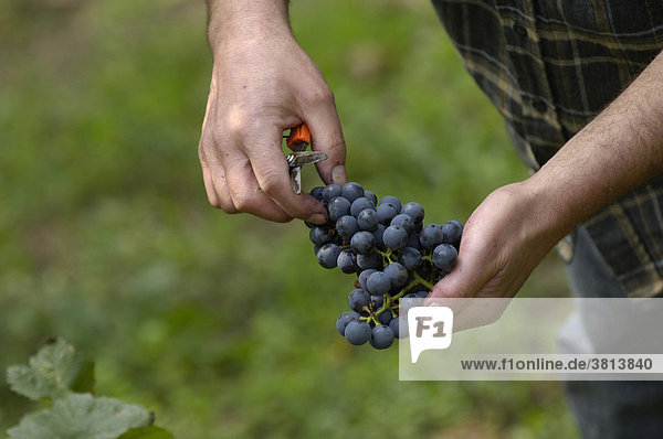Grape harvest in Stuttgart  Baden-Wuerttemberg  Germany