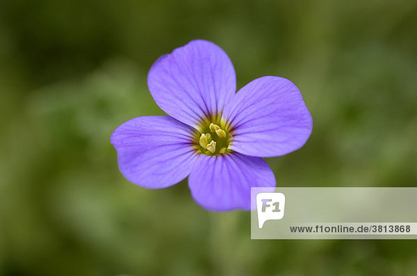 Blaukissen Aubrieta deltoidea Kreuzblütengewächs