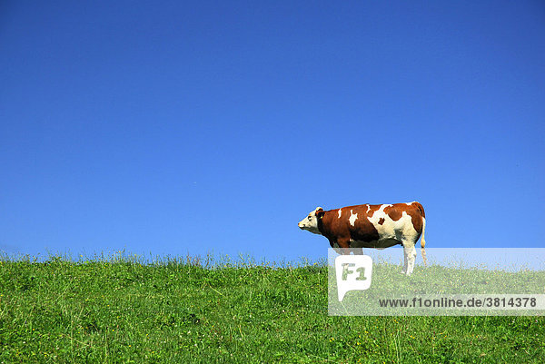 Kuh auf einer Weide in Oberbayern  Bayern  Deutschland
