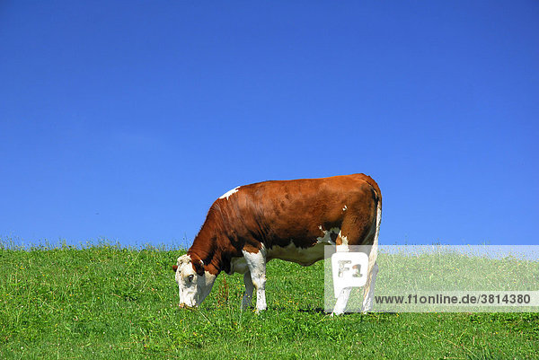 Kuh auf einer Weide in Oberbayern  Bayern  Deutschland