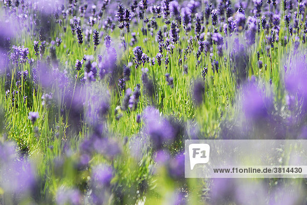 Lavendel - Lavandula Angustifolia