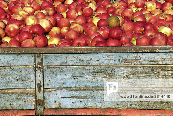 Geerntete Äpfel auf einem Transportanhänger  Bodensee-Region  Baden-Württemberg  Deutschland  Europa