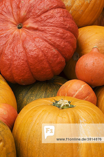 Different pumpkins for decoration and cooking