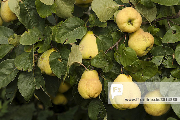 Quince tree with fruit