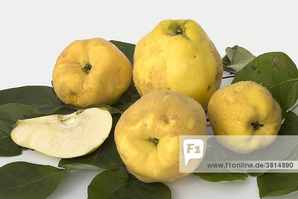 Quinces with leaves