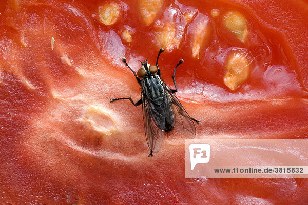 Eine Fliege auf einer aufgeschnittenen Tomate