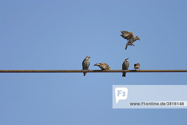 Starlings (Sturnus vulgaris) on a trasmission line