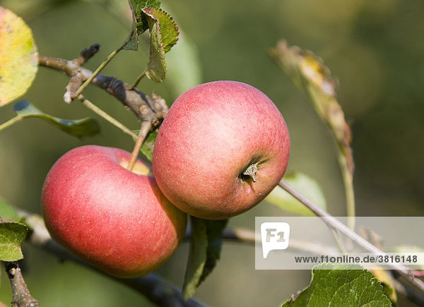 Two red apples
